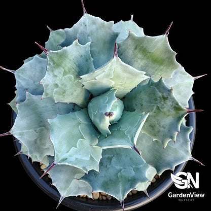 Agave Potatorum - Cactus & Succulents - Garden View Nursery