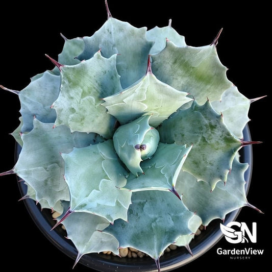 Agave Potatorum - Cactus & Succulents - Garden View Nursery