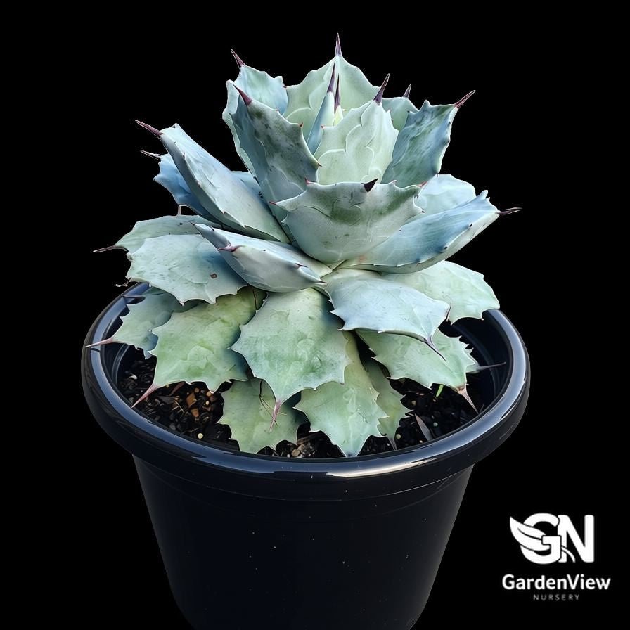 Agave Potatorum - Cactus & Succulents - Garden View Nursery