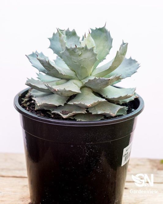 Agave Potatorum - Cactus & Succulents - Garden View Nursery