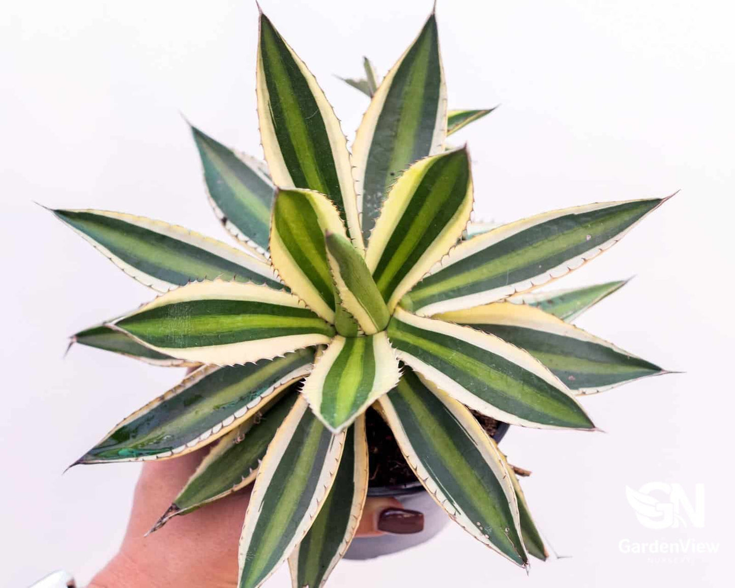 Agave Potatorum Marginata - Cactus & Succulents - Garden View Nursery