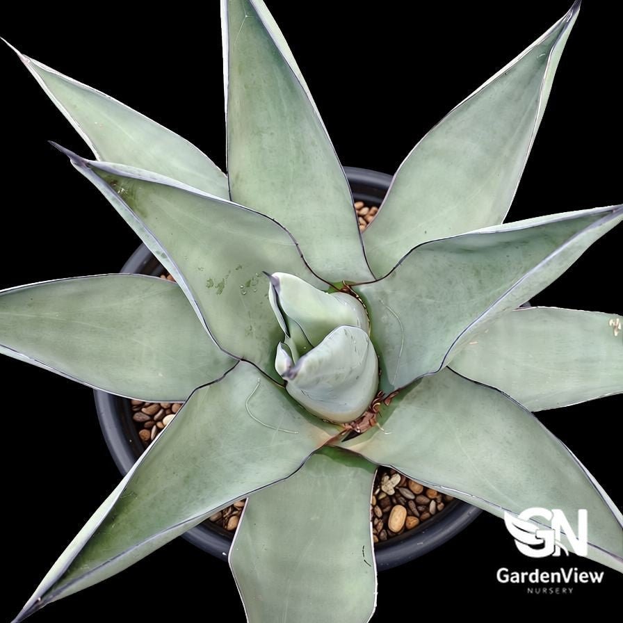 Agave Sharkskin - Succulents - Garden View Nursery