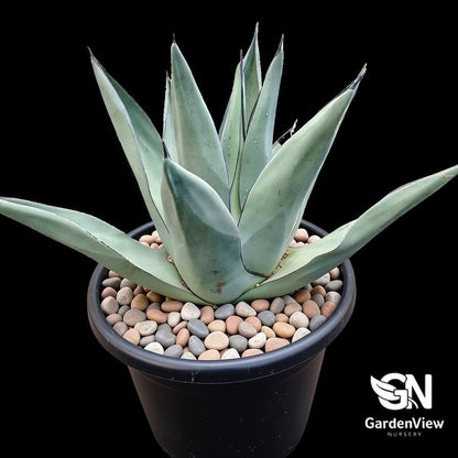 Agave Sharkskin - Succulents - Garden View Nursery