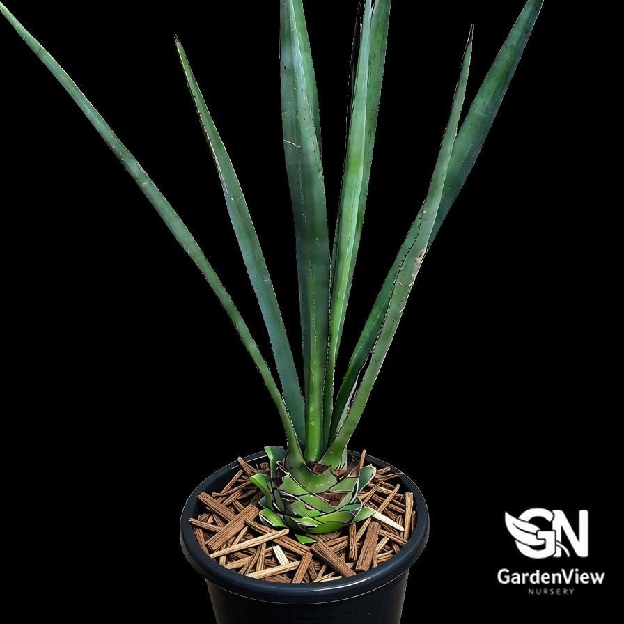 Agave Tequilana - Succulents - Garden View Nursery