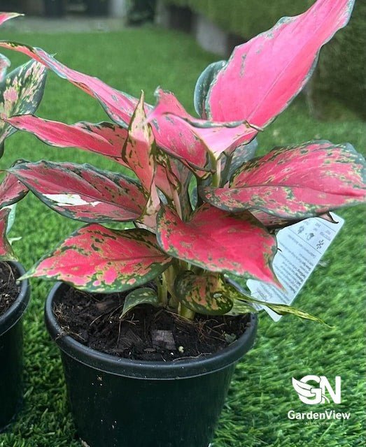 Aglaonema Assorted (Chinese Money Plant) - Indoor Plants - Garden View Nursery