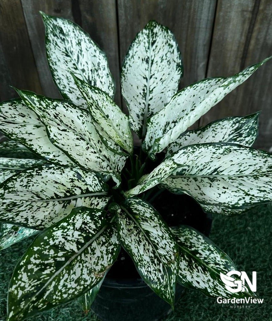 Aglaonema Species (Chinese Lucky Plant) - Indoor Plants - Garden View Nursery