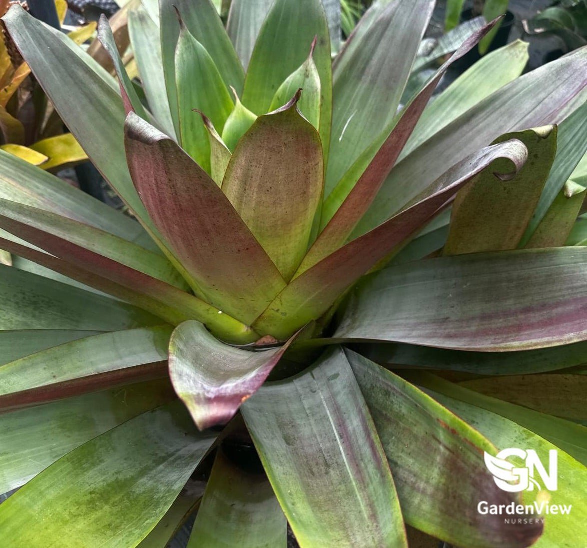 Alcantarea Extensia - Palms & Tropical - Garden View Nursery