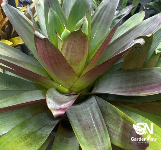 Alcantarea Extensia - Palms & Tropical - Garden View Nursery