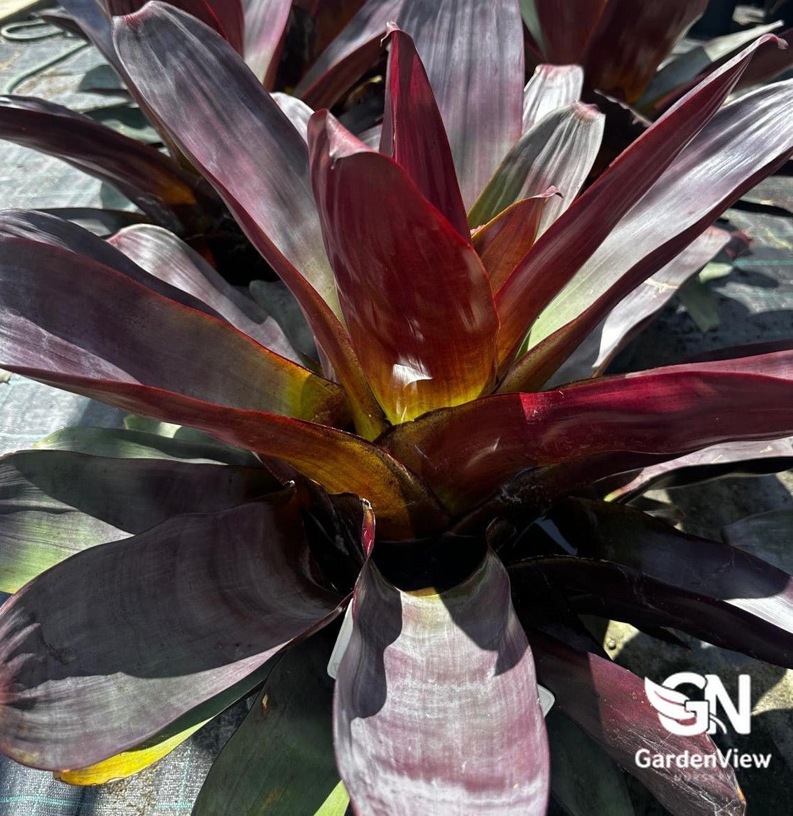 Alcantarea Rubra - Palms & Tropical - Garden View Nursery