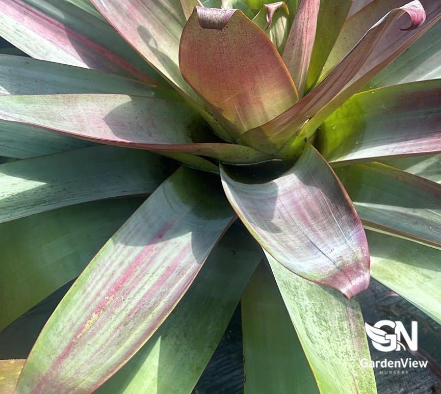 Alcantarea Silver Plum - Palms & Tropical - Garden View Nursery