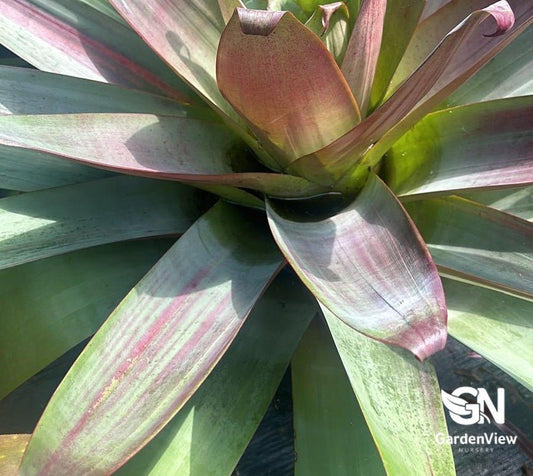 Alcantarea Silver Plum - Palms & Tropical - Garden View Nursery
