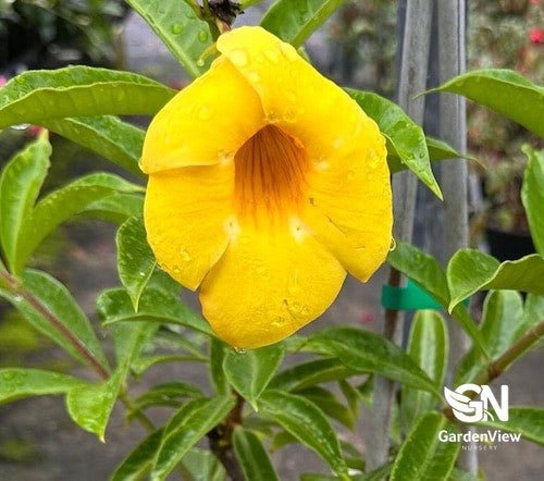 Allamanda Sunne - Climbers & Ground Covers - Garden View Nursery