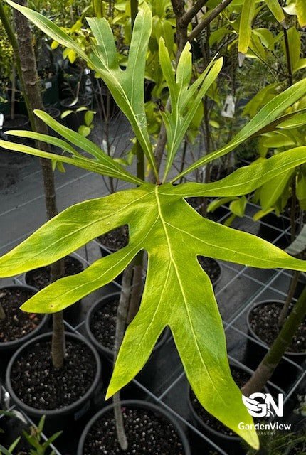 Alloxylon Flammeum - Native Shrubs & Trees - Garden View Nursery