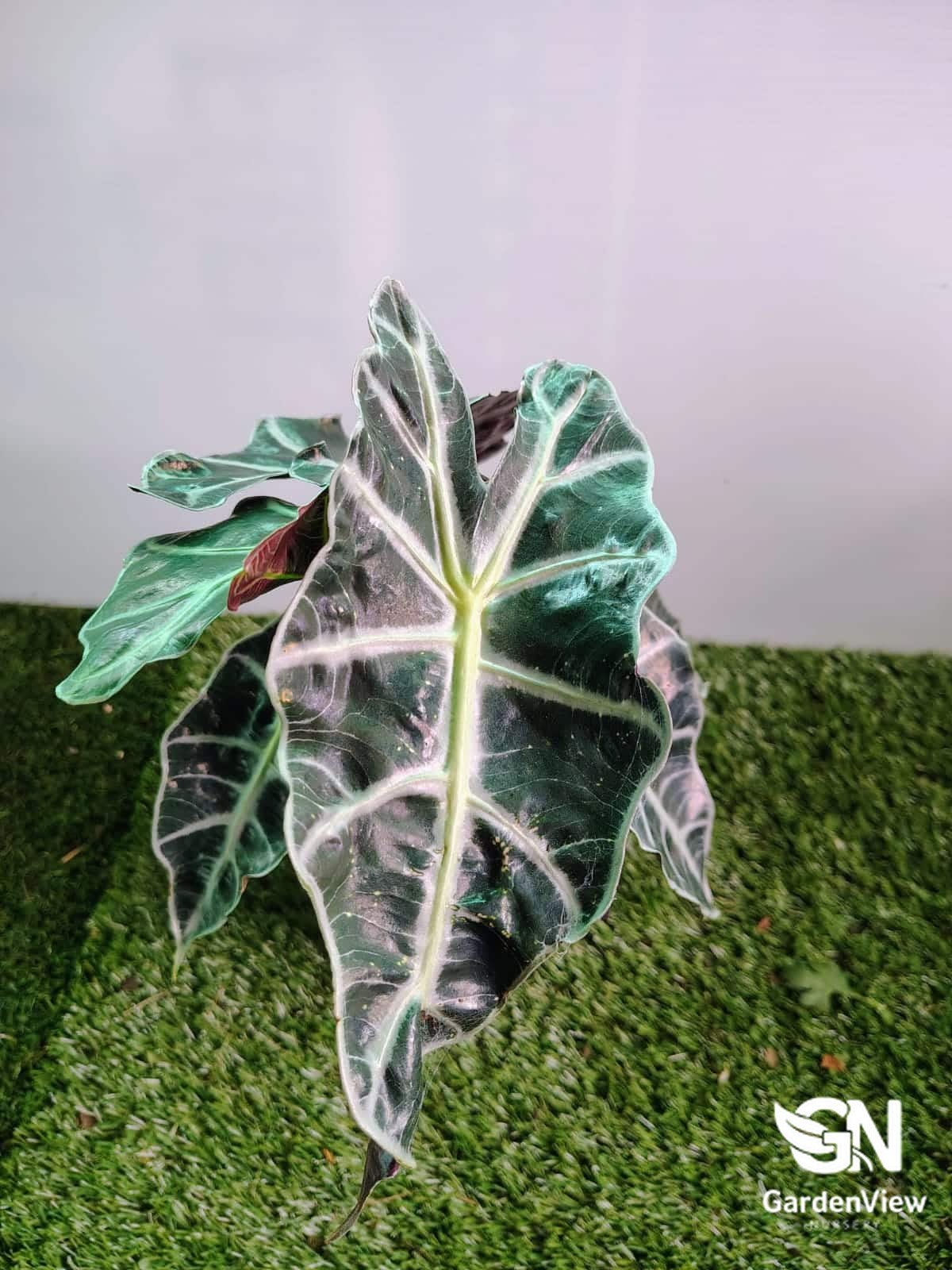 Alocasia Amazonica - Indoor Plants - Garden View Nursery