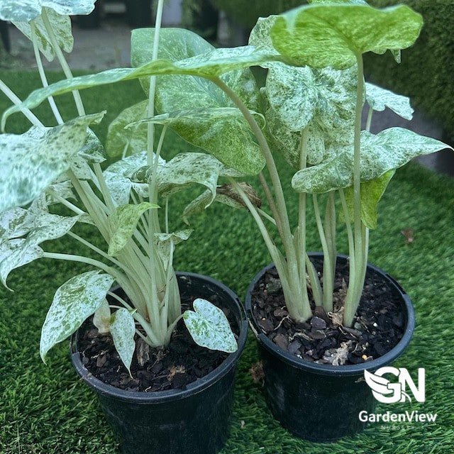 Alocasia Batik Variegated - Indoor Plants - Garden View Nursery