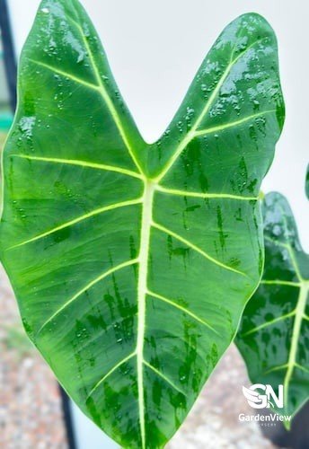 Alocasia Frydek Green - Indoor Plants - Garden View Nursery
