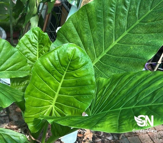 Alocasia Macrorrhizos (Giant Elephant Ear) - Indoor Plants - Garden View Nursery