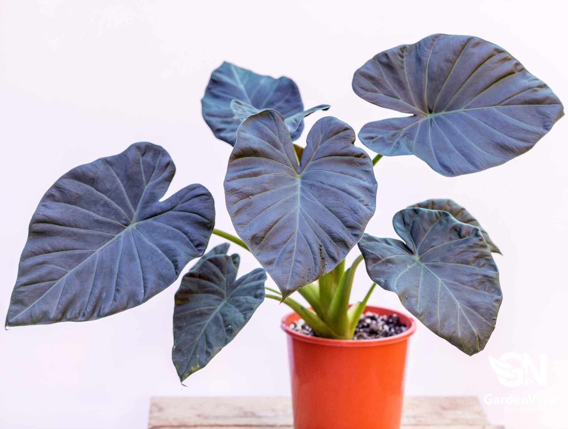 Alocasia Regal Shield - Indoor Plants - Garden View Nursery