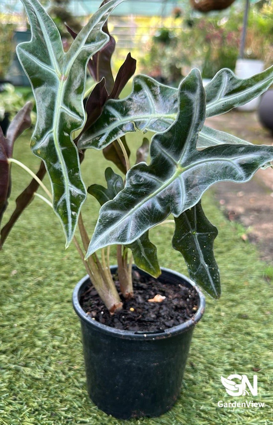 Alocasia Sanderiana Nobilis - Indoor Plants - Garden View Nursery