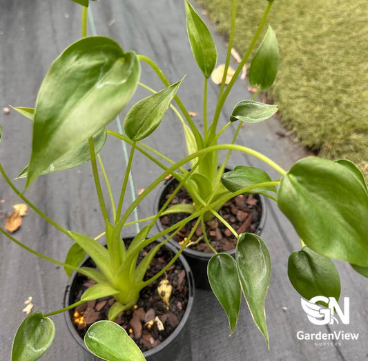 Alocasia Tiny Dancer - Indoor Plants - Garden View Nursery