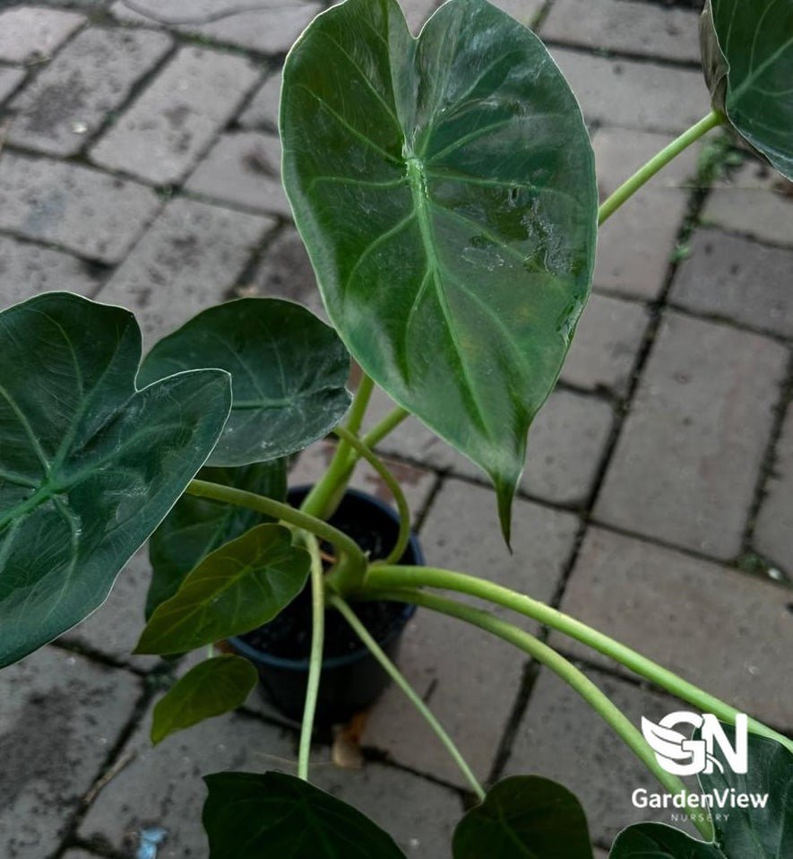 Alocasia Wentii - Indoor Plants - Garden View Nursery