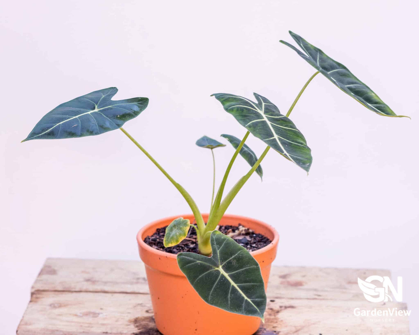 Alocasia Zebrina - Indoor Plants - Garden View Nursery