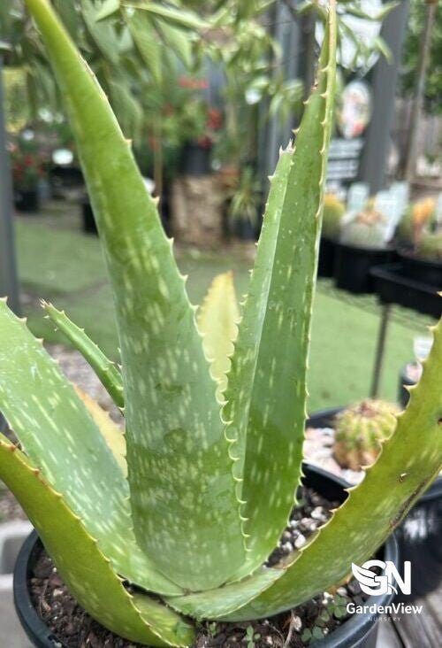 Aloe Vera - Cactus & Succulents - Garden View Nursery