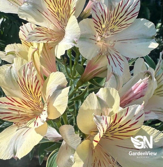 Alstroemeria Assorted - Shrubs & Trees - Garden View Nursery