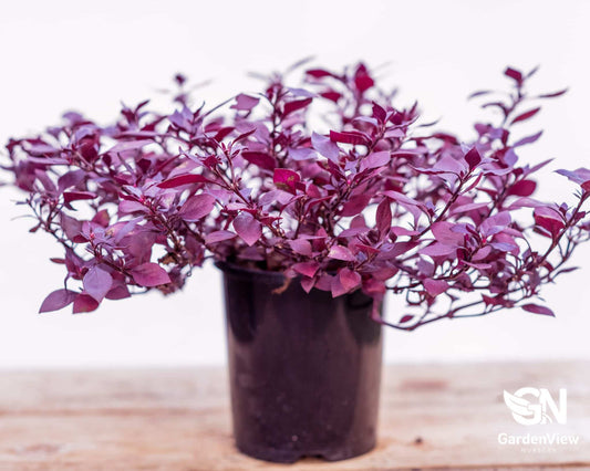 Alternanthera Dentata "Little Ruby" - Hedges & Screening - Garden View Nursery