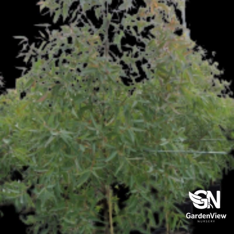 Angophora Costata (Smooth Barked Apple) - Native Shrubs & Trees - Garden View Nursery