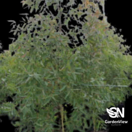 Angophora Costata (Smooth Barked Apple) - Native Shrubs & Trees - Garden View Nursery