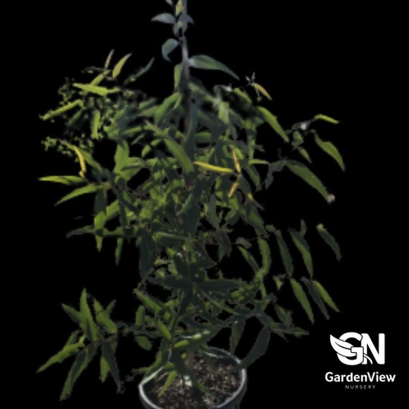Angophora Floribunda - Native Shrubs & Trees - Garden View Nursery