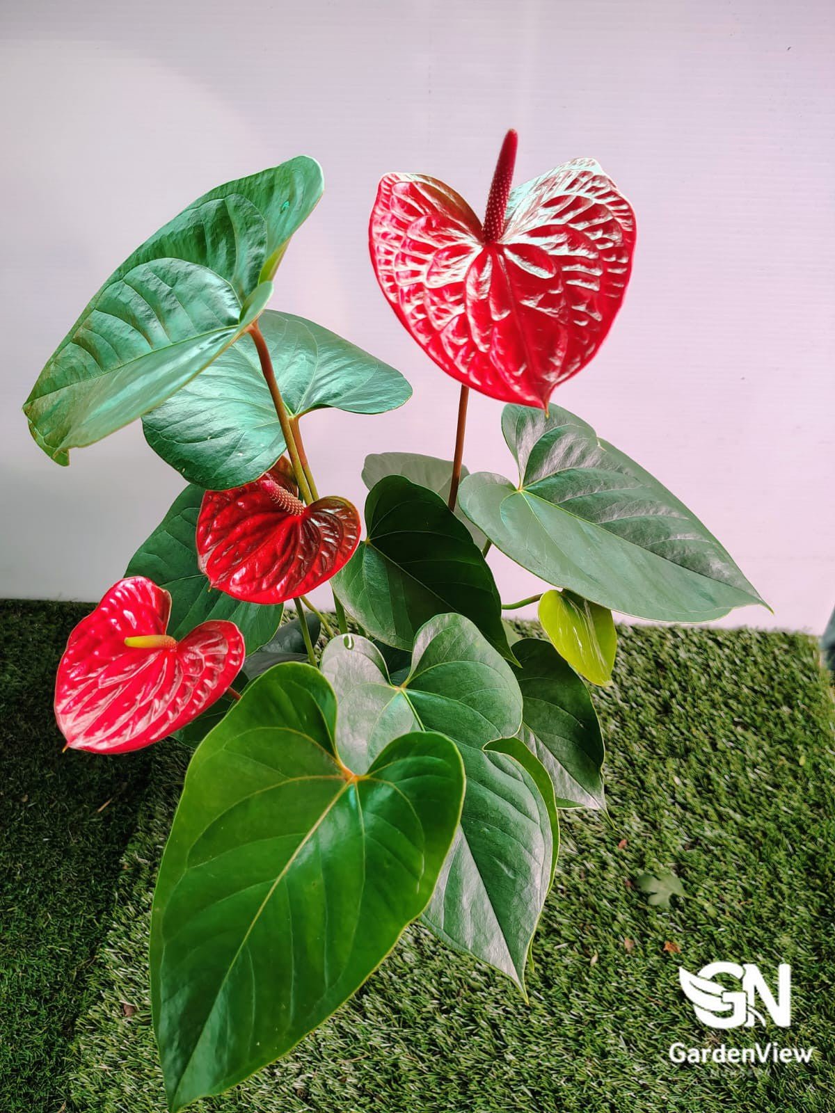 Anthurium Andraeanum (Flamingo Flower) - Indoor Plants - Garden View Nursery