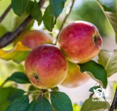 Apple Crimson Crisp - Fruit Trees - Garden View Nursery