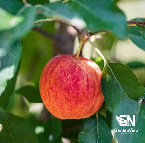 Apple Gala - Fruit Trees - Garden View Nursery