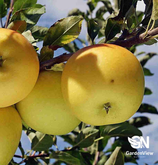 Apple Golden Delicious Dwarf - Fruit Trees - Garden View Nursery