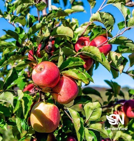 Apple Pink Lady - Fruit Trees - Garden View Nursery