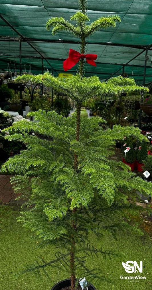 Araucaria Heterophylla - Native Shrubs & Trees - Garden View Nursery