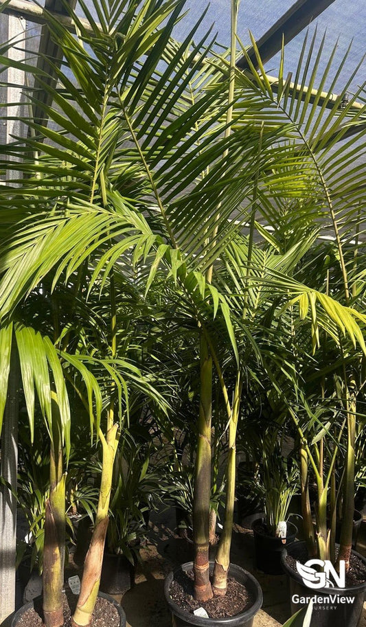 Archontophoenix Alexandra Palm - Palms & Tropical - Garden View Nursery