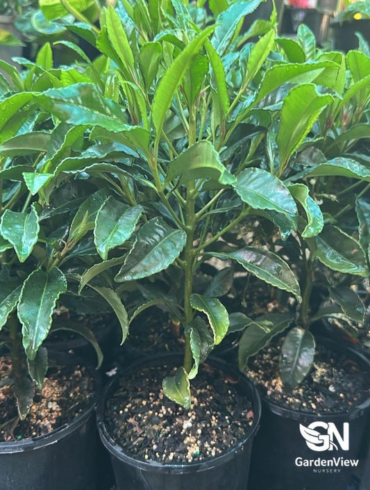 Ardisia Crispa - Palms & Tropical - Garden View Nursery