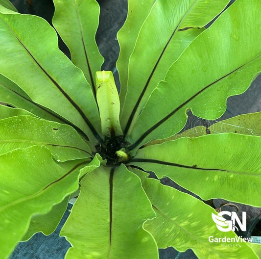Asplenium Antiquum - Palms & Tropical - Garden View Nursery
