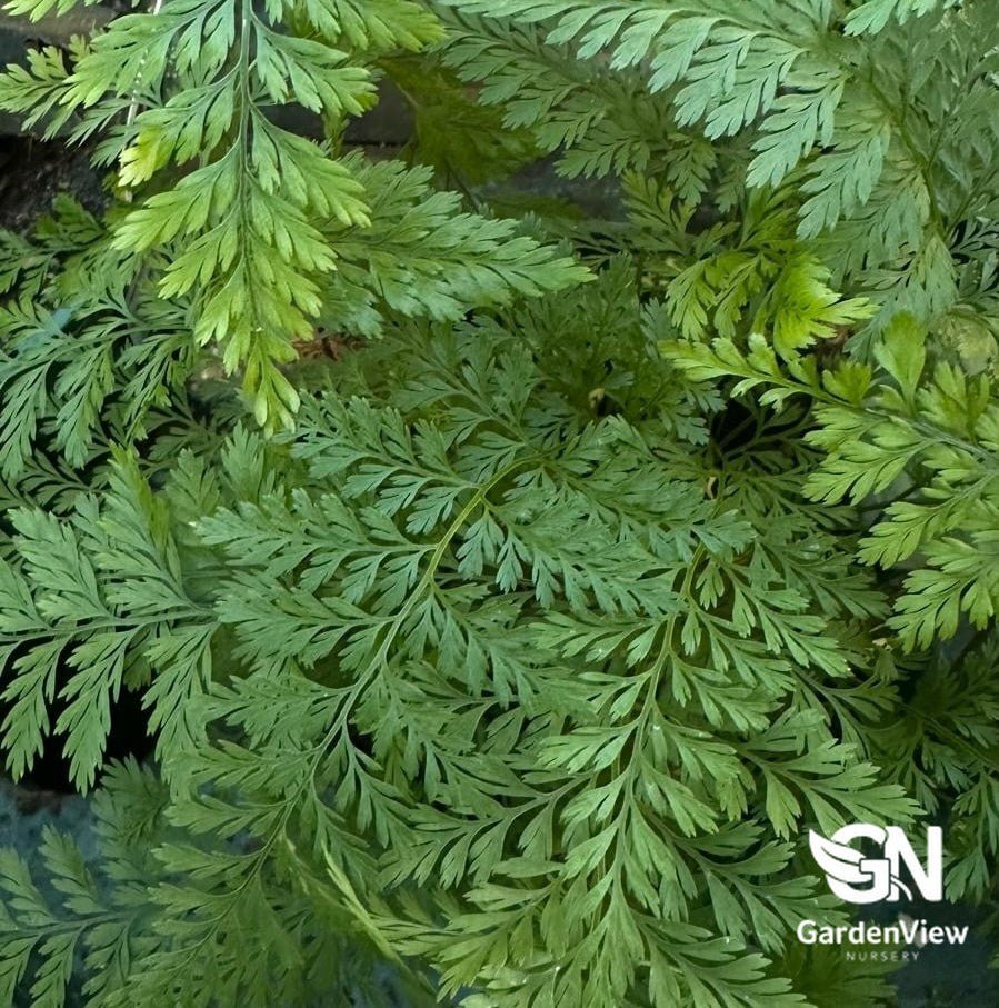 Asplenium Bulbiferum - Palms & Tropical - Garden View Nursery