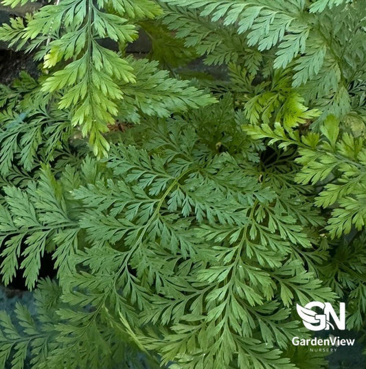 Asplenium Bulbiferum - Palms & Tropical - Garden View Nursery