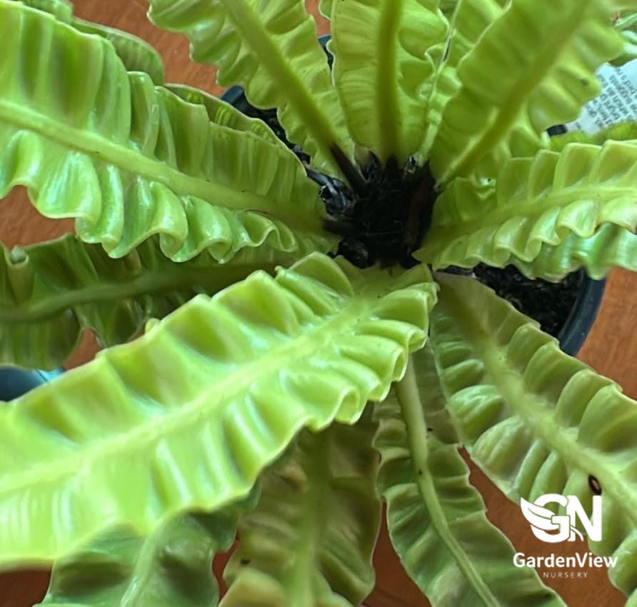 Asplenium Crispy Wave - Palms & Tropical - Garden View Nursery