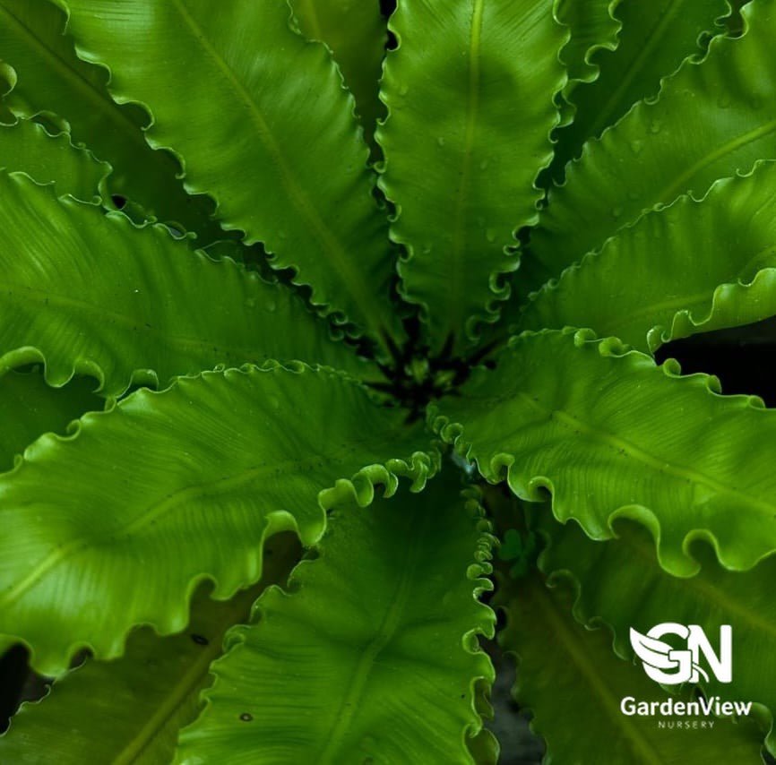 Asplenium Osaka - Palms & Tropical - Garden View Nursery
