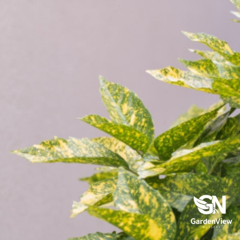 Aucuba Japonica Variegata (Gold Dust) - Shrubs - Garden View Nursery