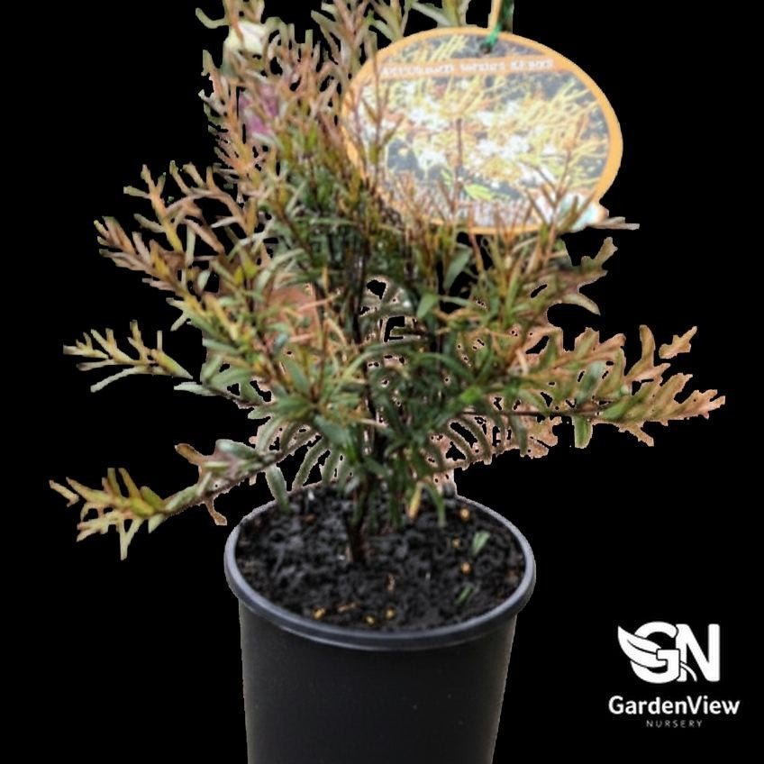 Austromyrtus Copper Tops - Native Shrubs & Trees - Garden View Nursery