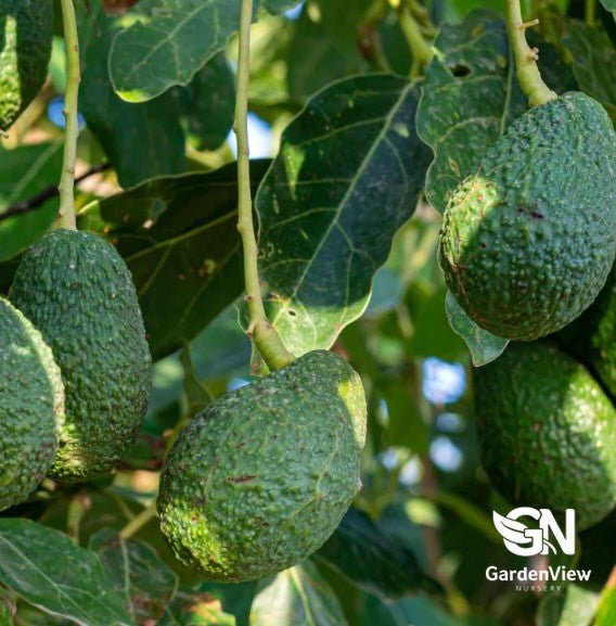 Avocado Hass - Fruit Trees - Garden View Nursery
