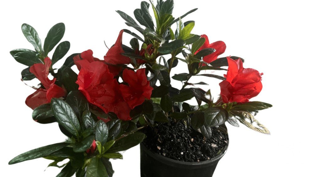 Azalea Kurume Kirin - Shrubs & Trees - Garden View Nursery