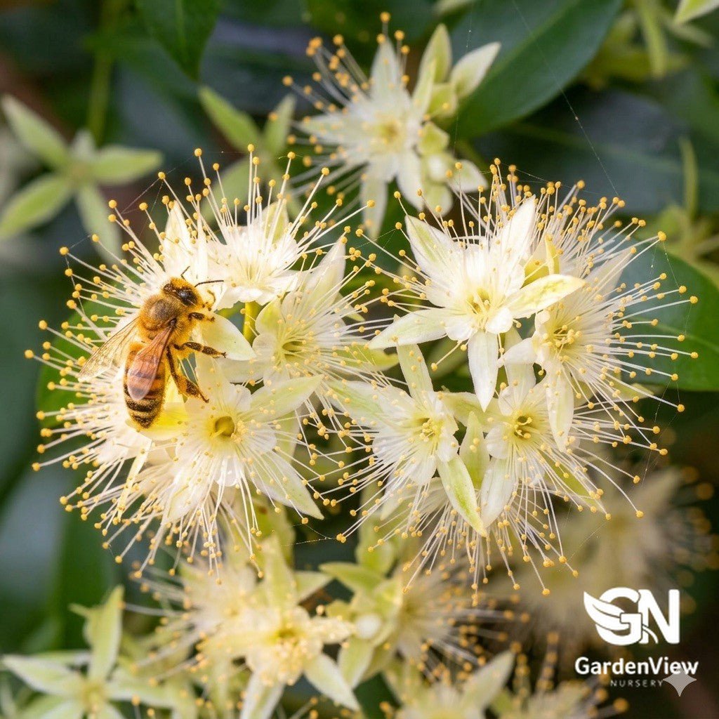 Backhousia Myrtifolia - Native Shrubs & Trees - Garden View Nursery